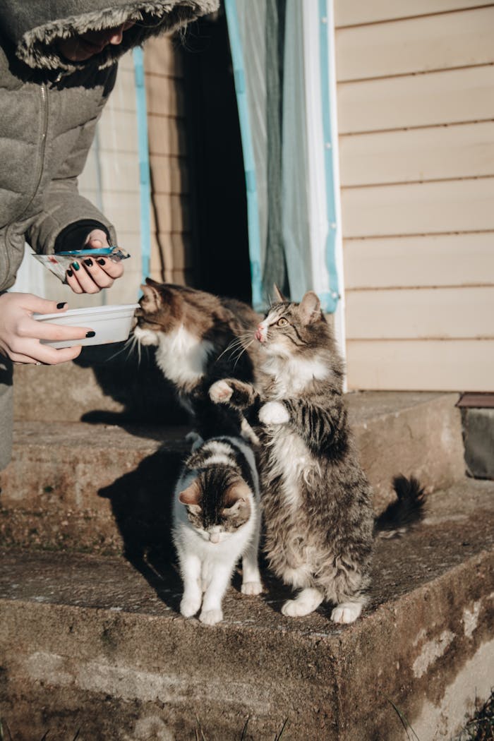 meal plans for your cat