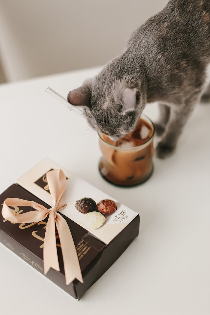 evaluation of your cat's dietary needs