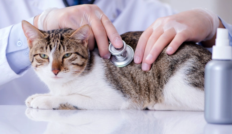 cat food for cat heathy