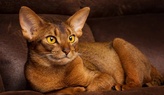Abyssinian Cat Abyssinian Cat