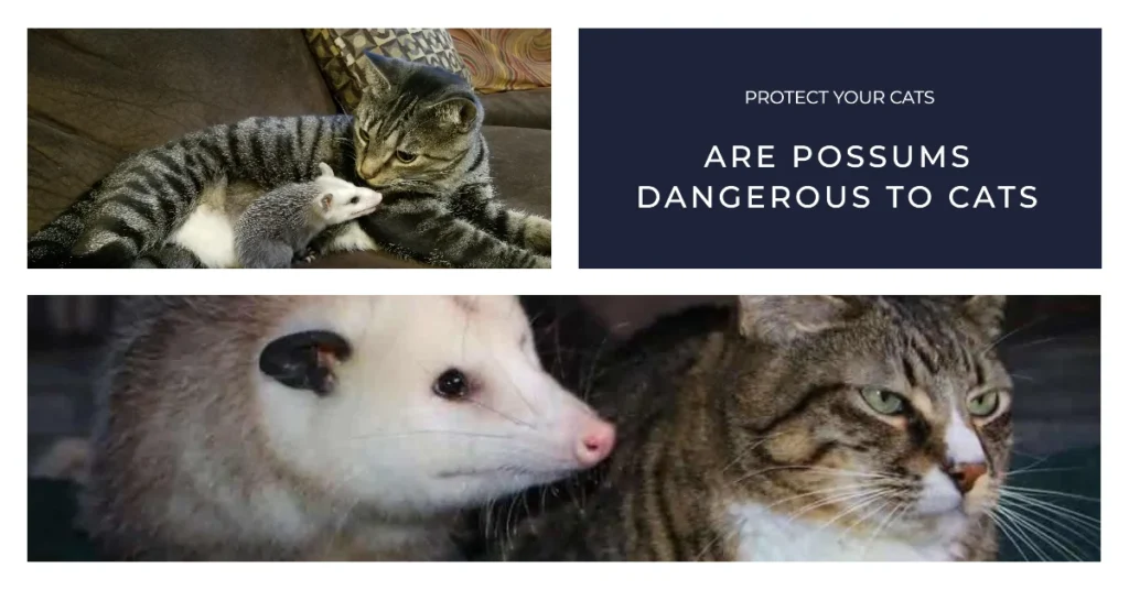 Are Possums Dangerous to Cats