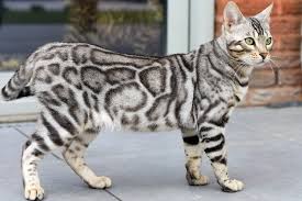 Bengal Cat Bengal Cat