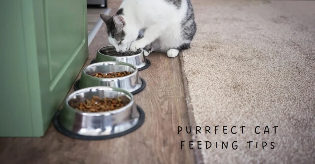 Best Practices for Feeding Your Cat 2