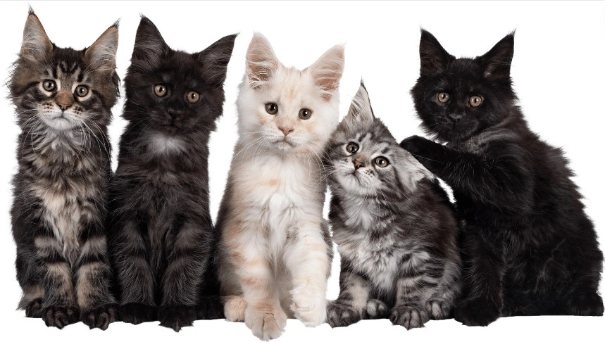 Breeds of cat