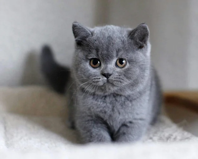 British Cat British Cat