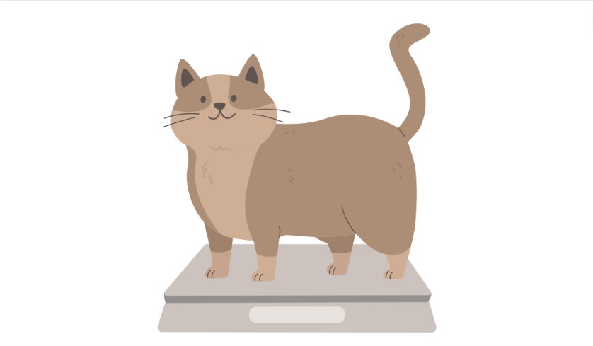 Cat Food Gain Weight nutrition cat food Cat Food Gain Weight nutrition cat food