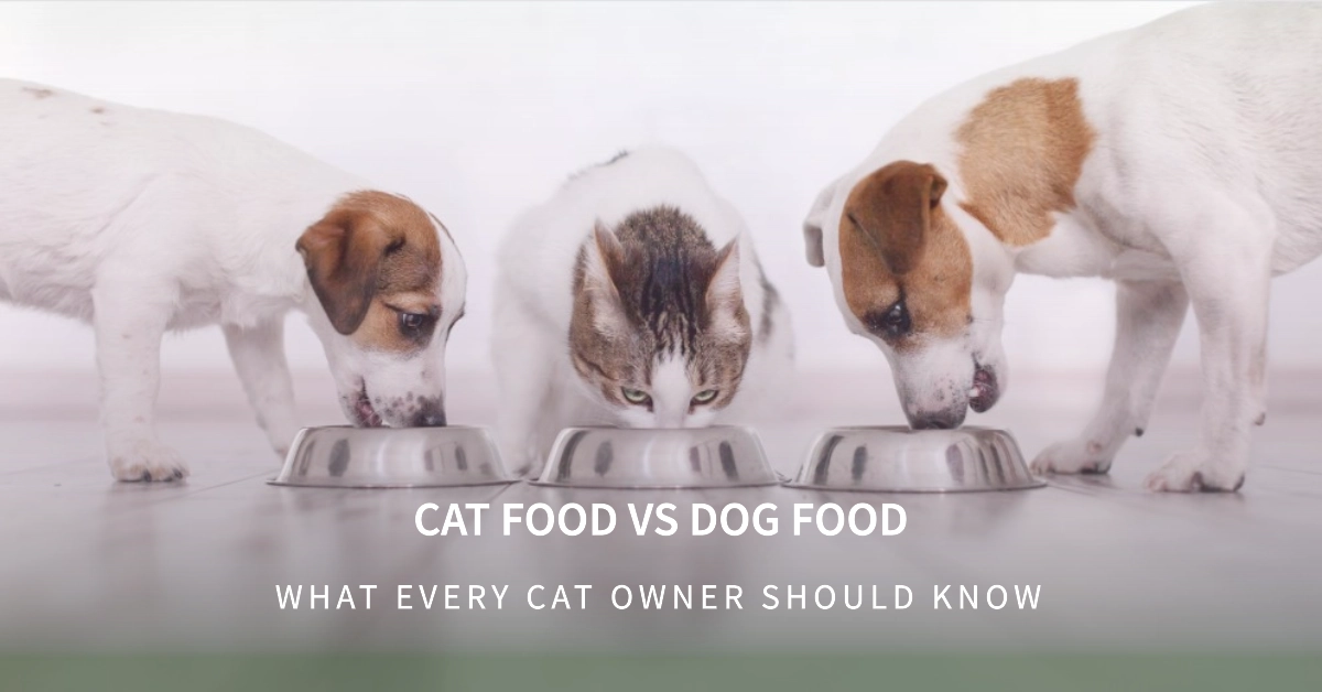 Cat Food vs Dog Food Will Cats Eat Dog Food What Every Cat Owner Should Know