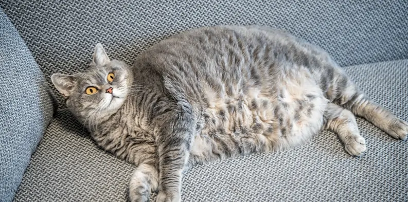 Helping Your Cat Lose Weight