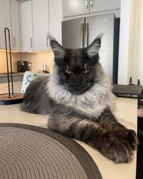 Maine Coon cat Maine Coon cat