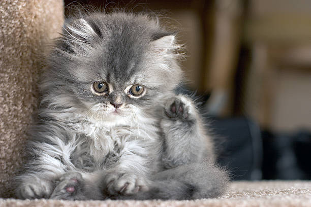 Persian Kitten Persian Kitten