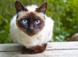 Siamese Cat Siamese Cat