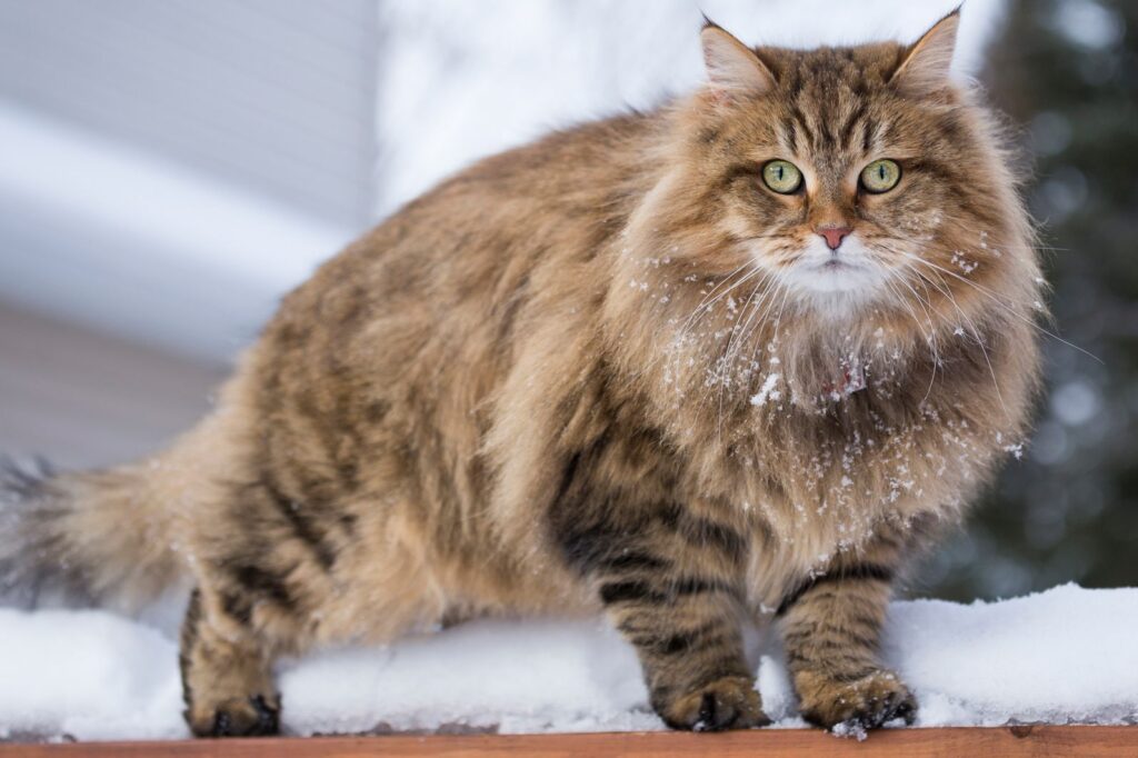 Siberian Cat Siberian Cat