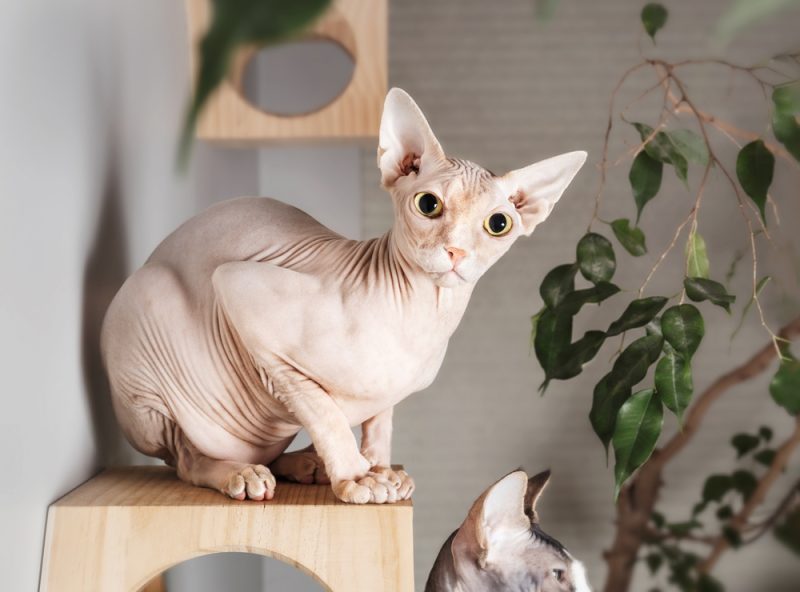 Sphynx Cat Sphynx Cat
