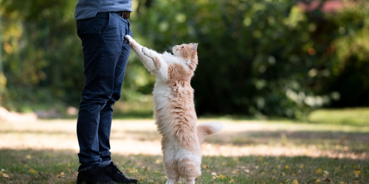 Stop Your Cat from Begging for Food