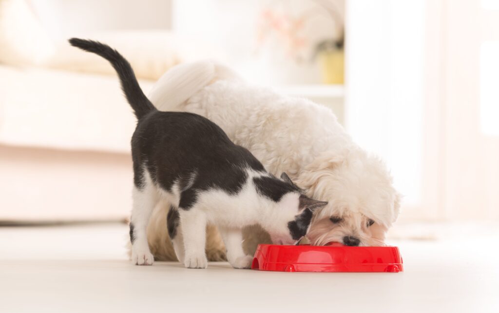 What Happens if a Cat Eats Dog Food