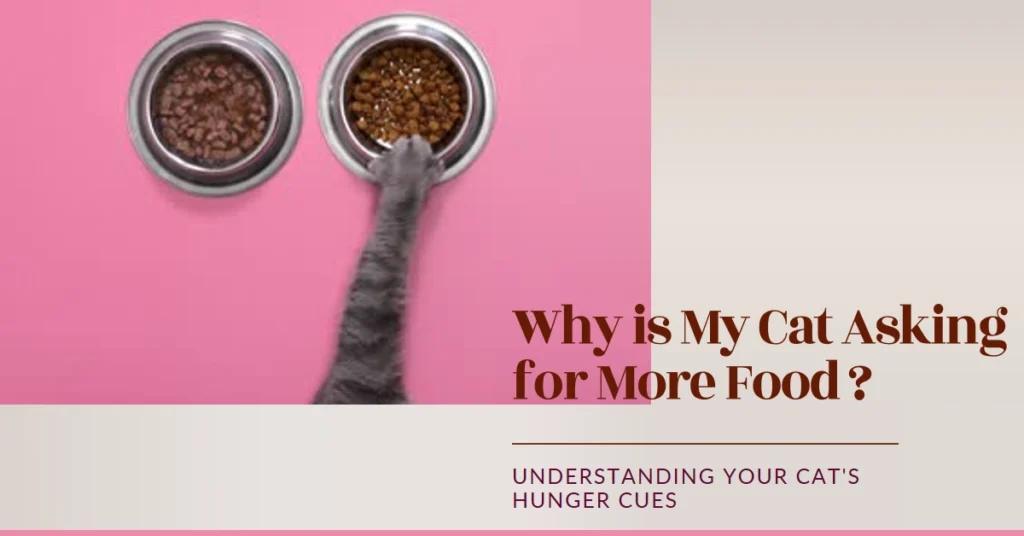 Why is My Cat Asking for More Food