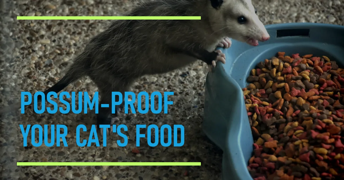 Will Possums Eat Cat Food