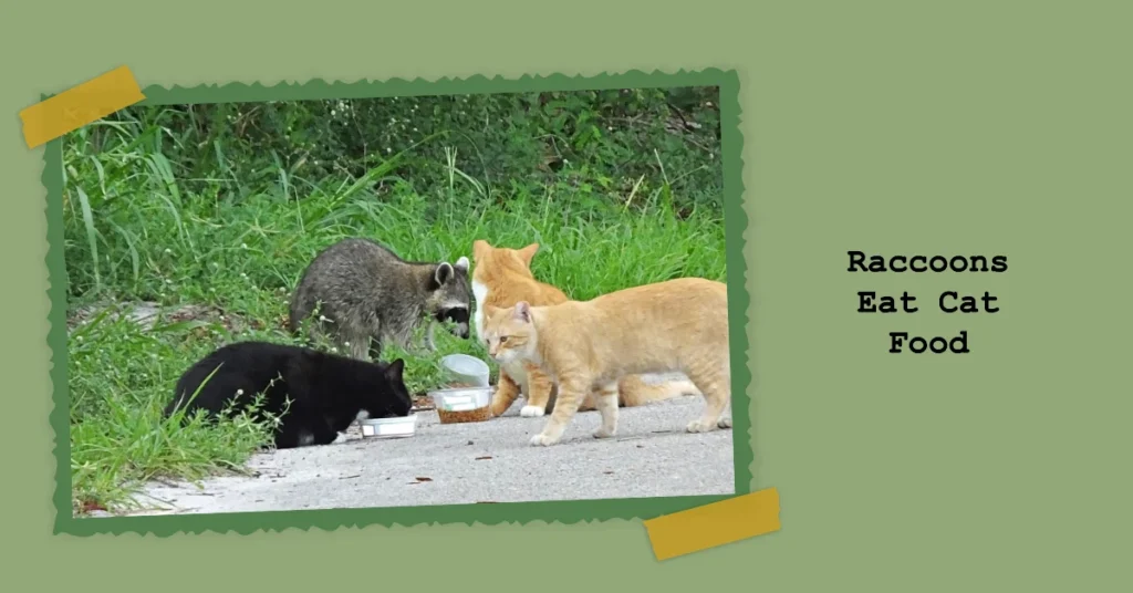 Will Raccoons Eat Cat Food