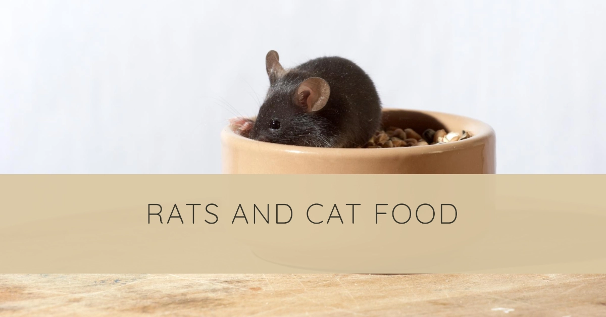 Will Rats Safely Eat Cat Food