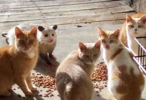 do possums eat cat food 1