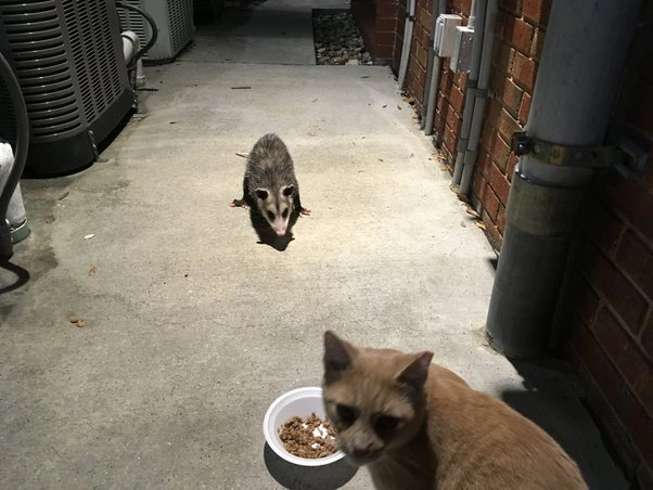 do possums eat cat food 2