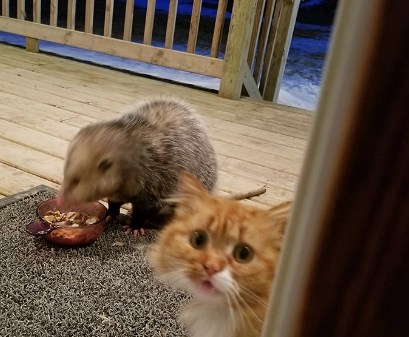 do possums eat cat food 3