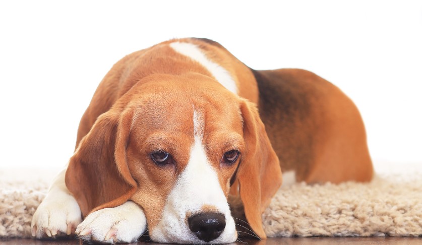 dog Gastrointestinal Upset
