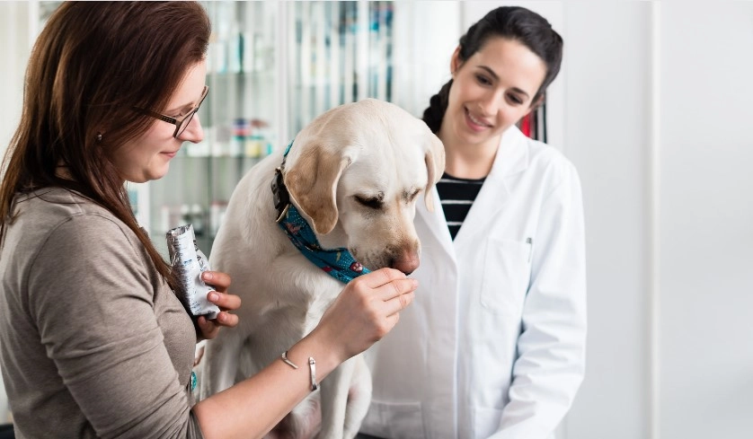 dog Nutritional Imbalances